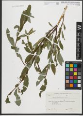 Foto von Salix rhamnifolia Pall.